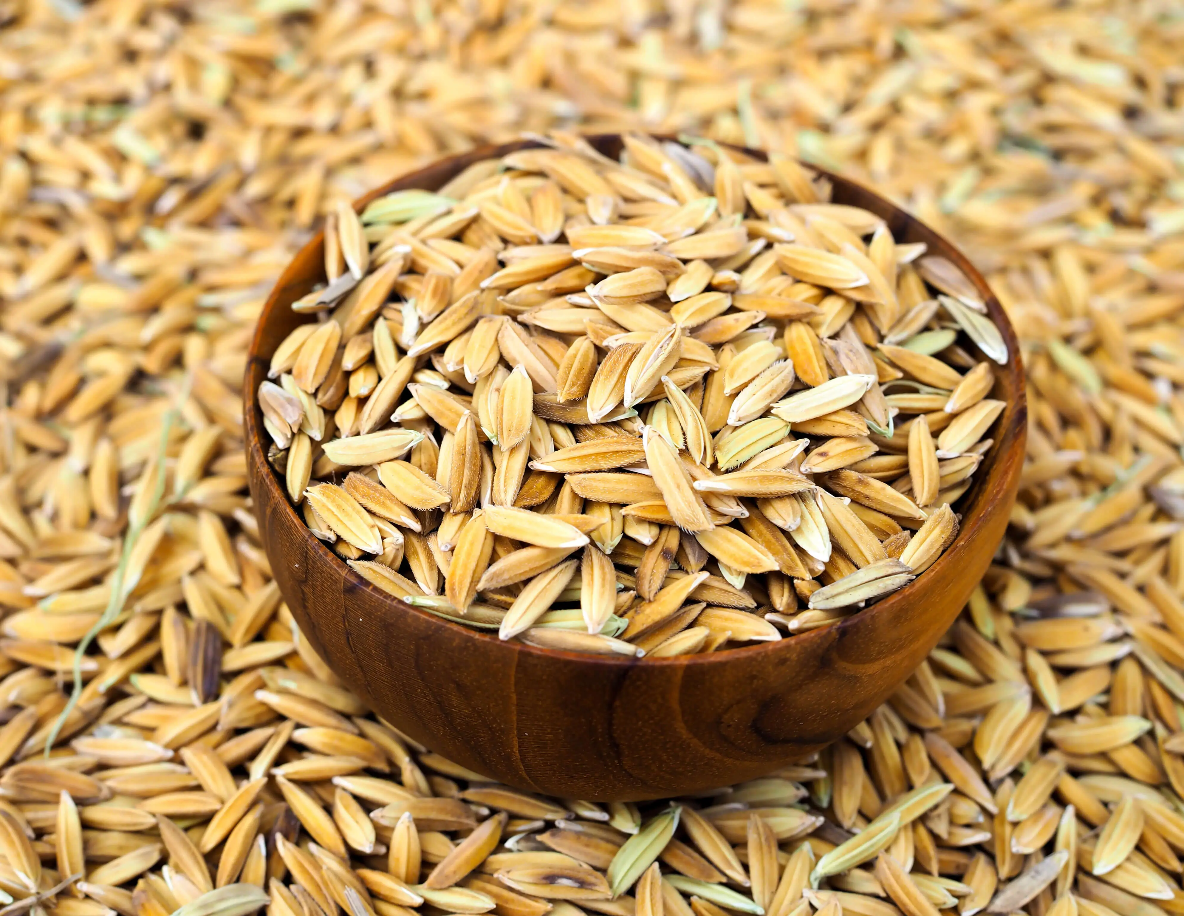 Hybrid CIC rice seeds on a coconut bowl