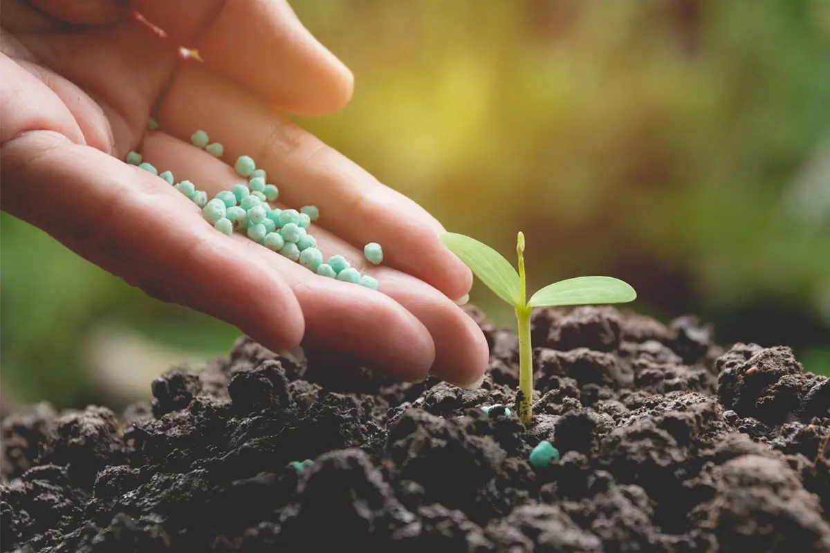 Putting some fertilizers to a small plant by hand