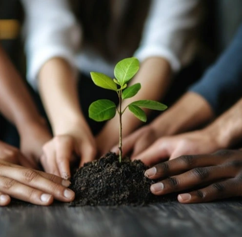 A plant with soil on a table and few hands touching the soil