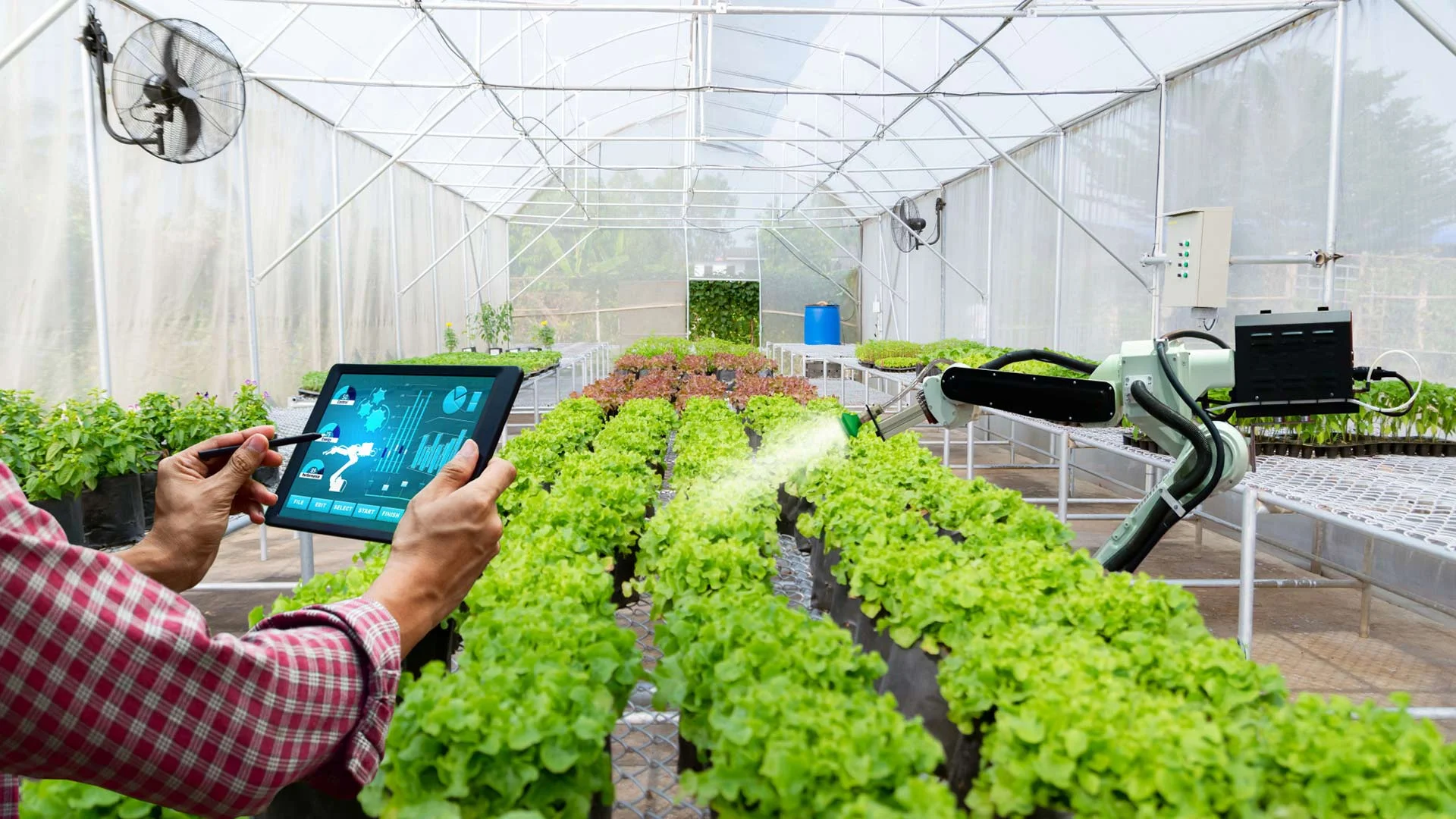 A farmer is using a tablet to control a robot arm to water plants in a poly tunnel
